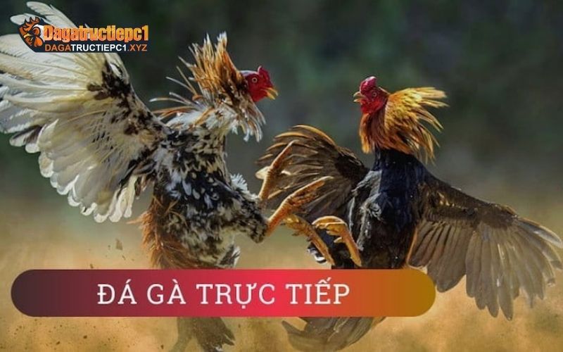 Gà nòi đá: Khám phá đặc điểm và ưu điểm của gà truyền thống